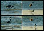(39) heron montage.jpg    (1000x720)    334 KB                              click to see enlarged picture